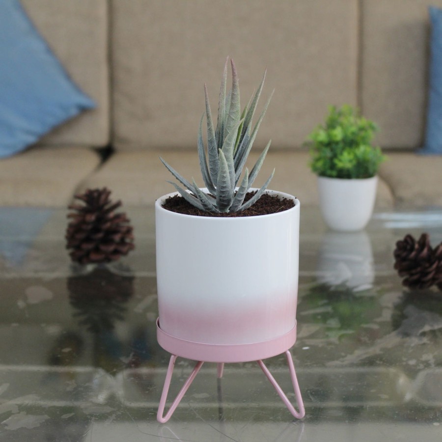 Garden Planters Wonderland | Pink Flame Pot With Stand