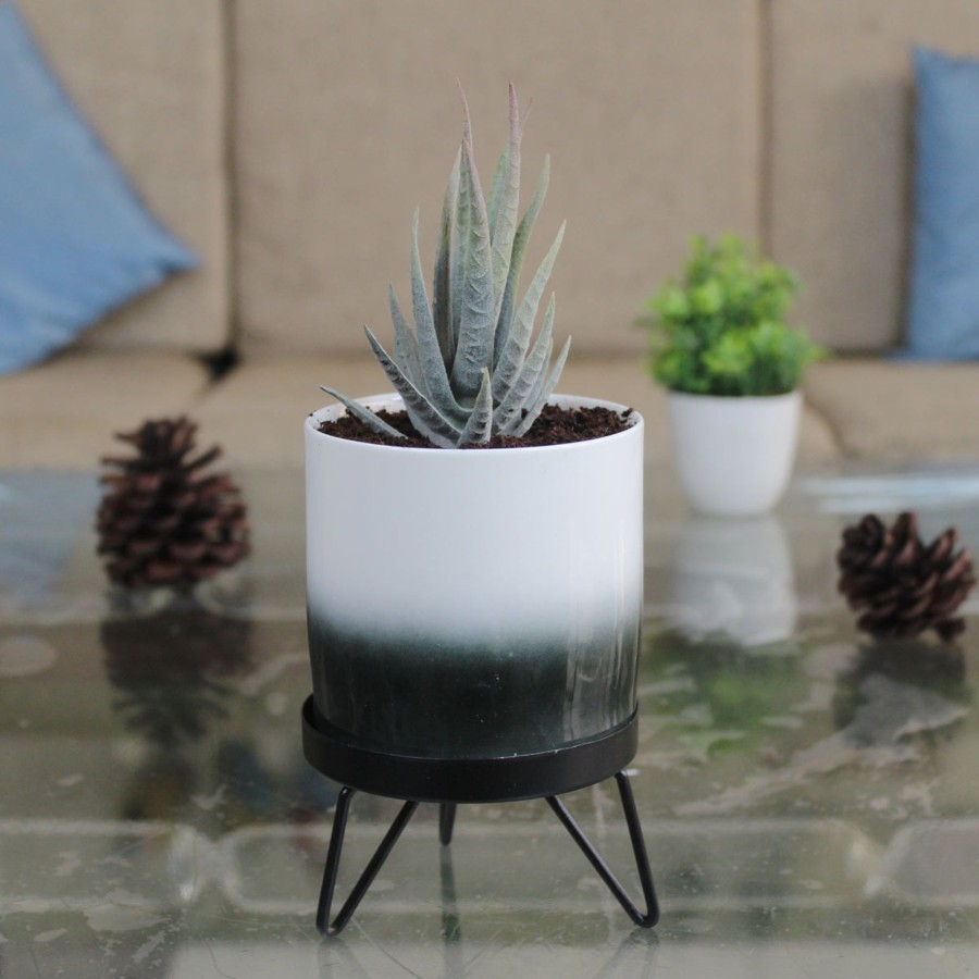 Garden Planters Wonderland | Black Flame Pot With Stand