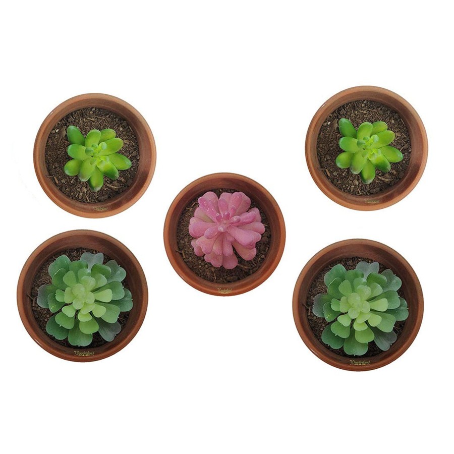 Artificial Turf Plants Wonderland Garden Arts and Craft | (5 Pieces) Artificial Succulent Plants