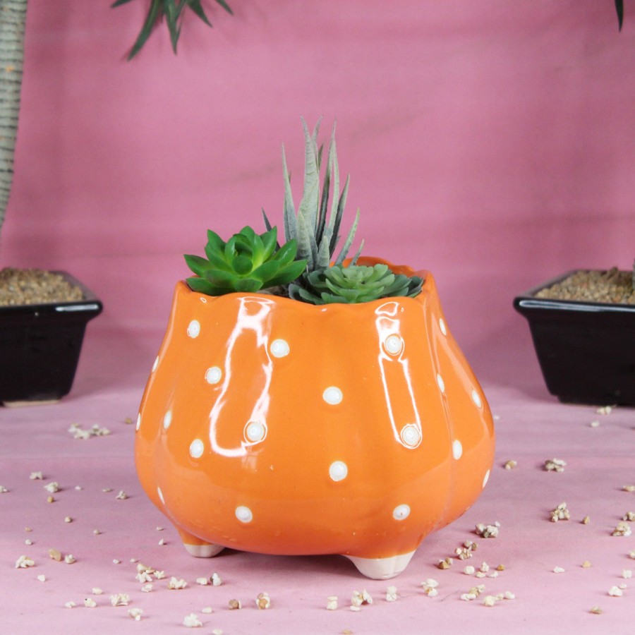 Garden Planters Wonderland | Ceramic Big Flower Shape Pot (Orange)